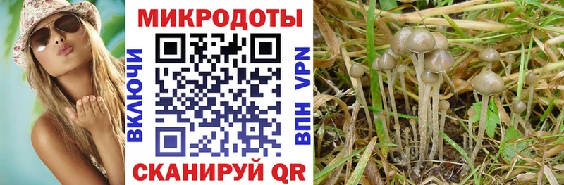 Галлюциногенные грибы Psilocybine cubensis Ставрополь